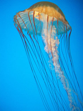 jellyfish