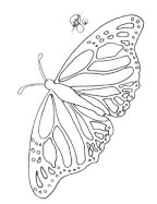 monarch drawing